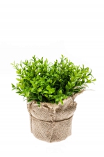 Cress bush 16cm in jute pot